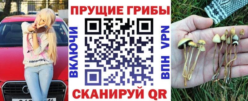 дарнет шоп  Задонск  Галлюциногенные грибы Psilocybe 